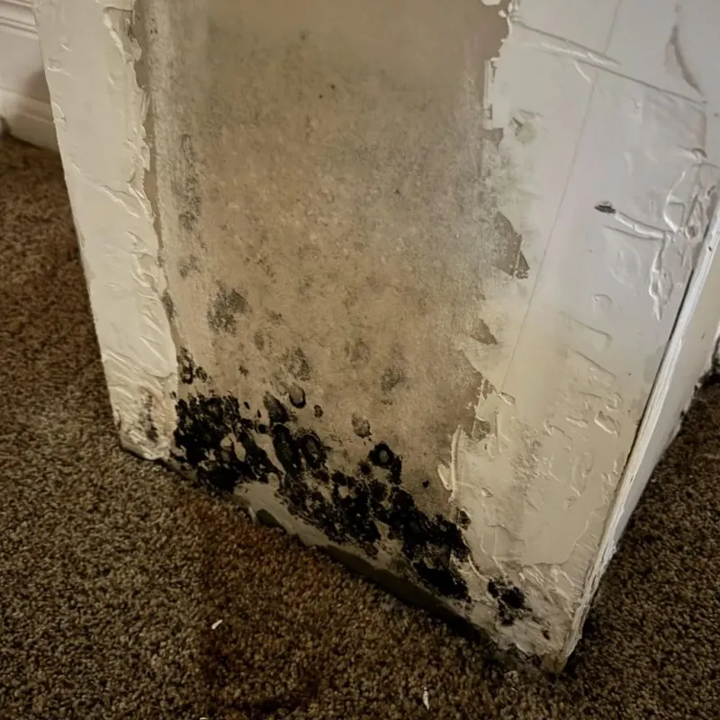 Professional Mold Removal in Linton, ND